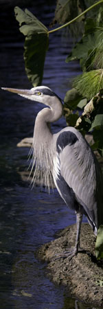 Heron